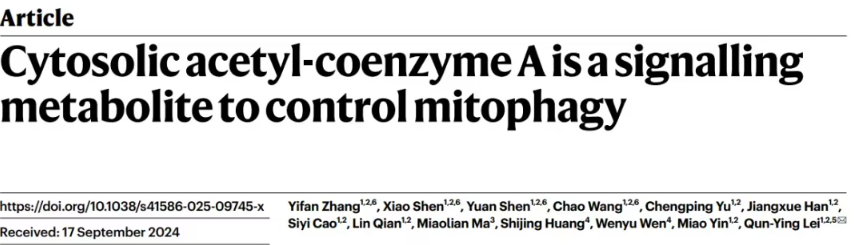 复旦大学最新研究揭示：乙酰辅酶A与线粒体自噬的神秘联系