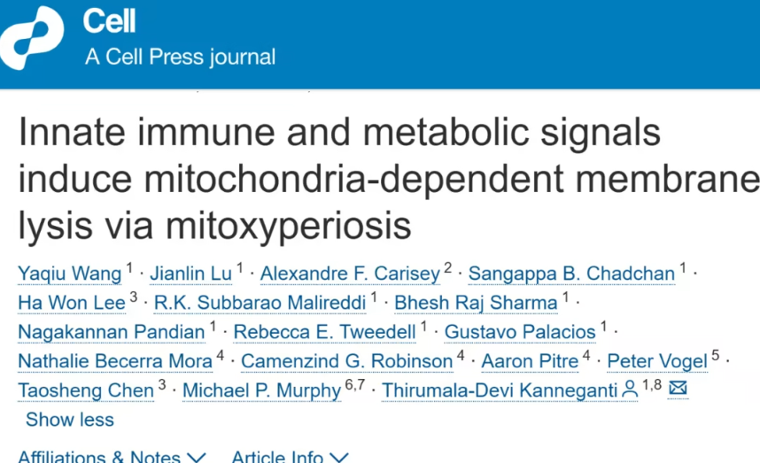圣裘德研究团队发现新型线粒体依赖性细胞死亡机制&mdash;&mdash;Mitoxyperiosis