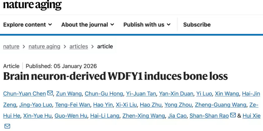 大脑神经元与骨骼健康：WDFY1蛋白引发骨脂失衡