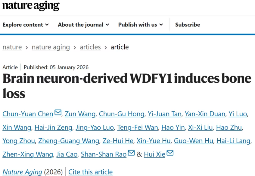 大脑神经元分泌WDFY1蛋白促进骨质疏松的新发现